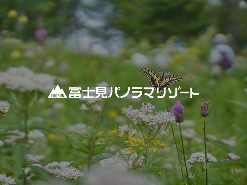 入笠山で可憐な花々をお楽しみください。