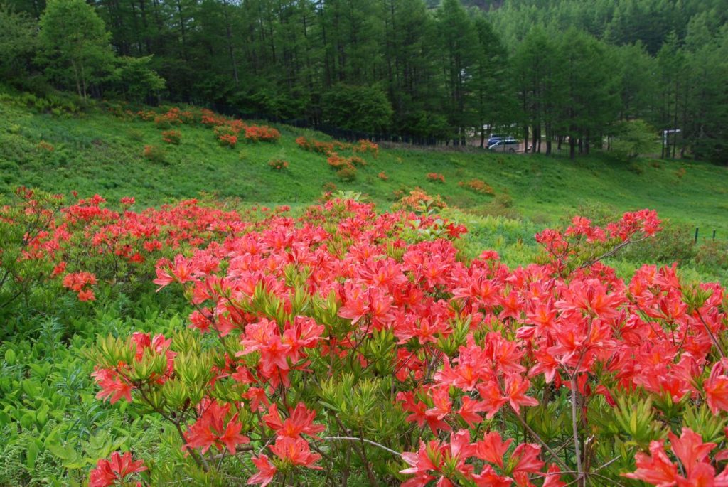 入笠山登山口お花畑 富士見パノラマリゾート 長野県富士見町