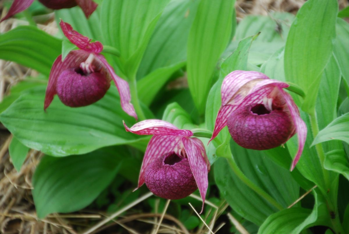 山野草 高山植物 厚岸ホテイアツモリソウ 花芽1葉芽2