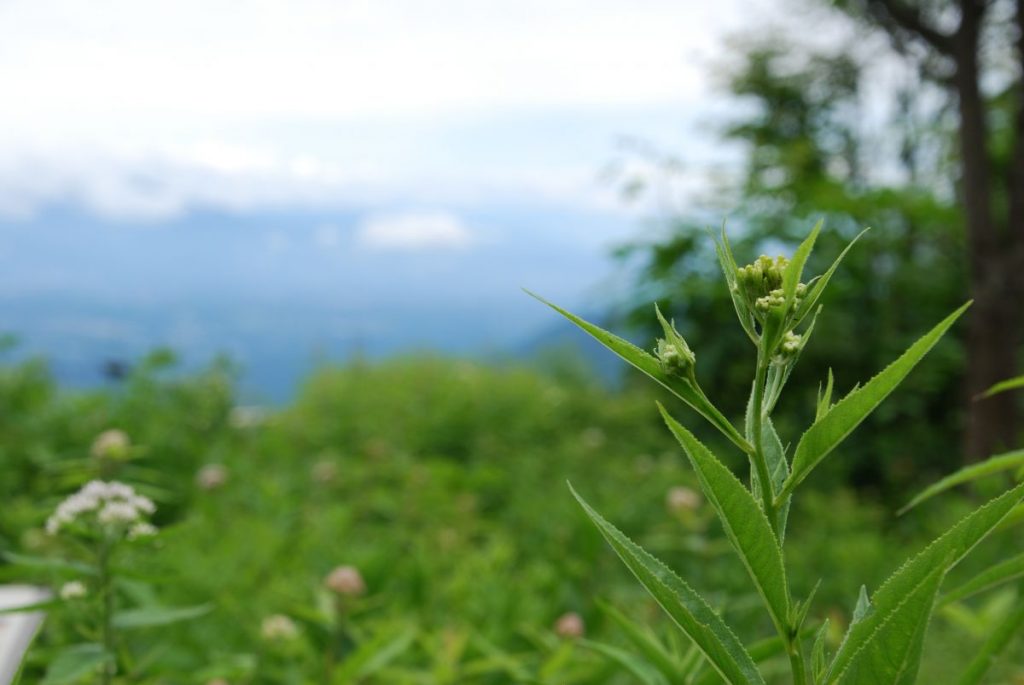 季節ごとに咲く山野草たち 富士見パノラマリゾート 長野県富士見町