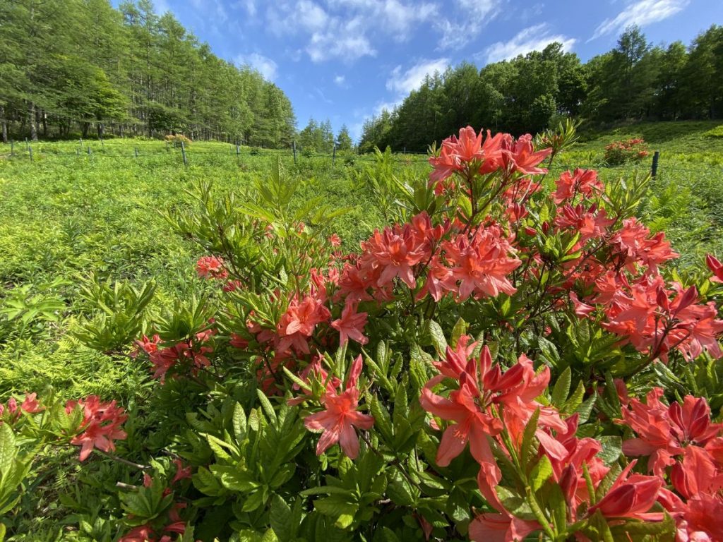 足をのばして お花畑 へ 富士見パノラマリゾート 長野県富士見町