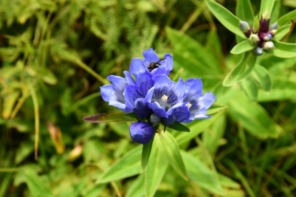 知っていますか リンドウ の花言葉 富士見パノラマリゾート 長野県富士見町